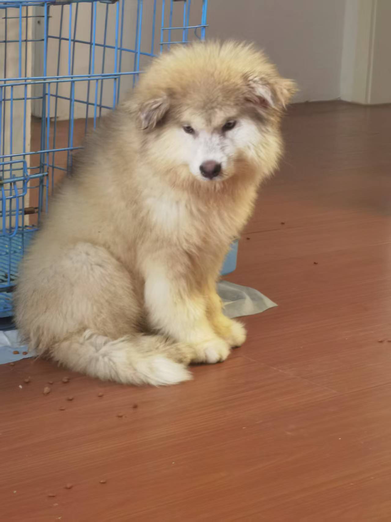 灰桃阿拉斯加妹妹